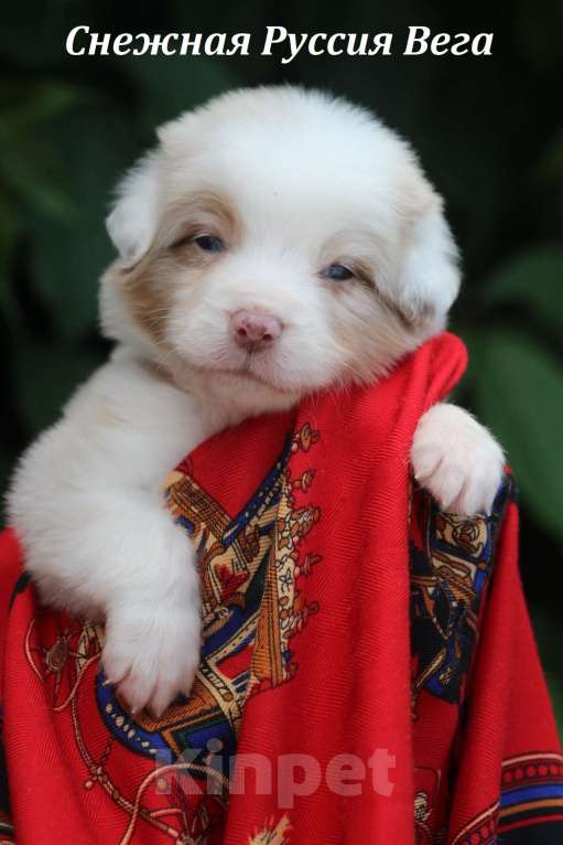 Собаки в Москве: Аусси Красный Мрамор и Красный Триколор Мальчик, 60 000 руб. - фото 2