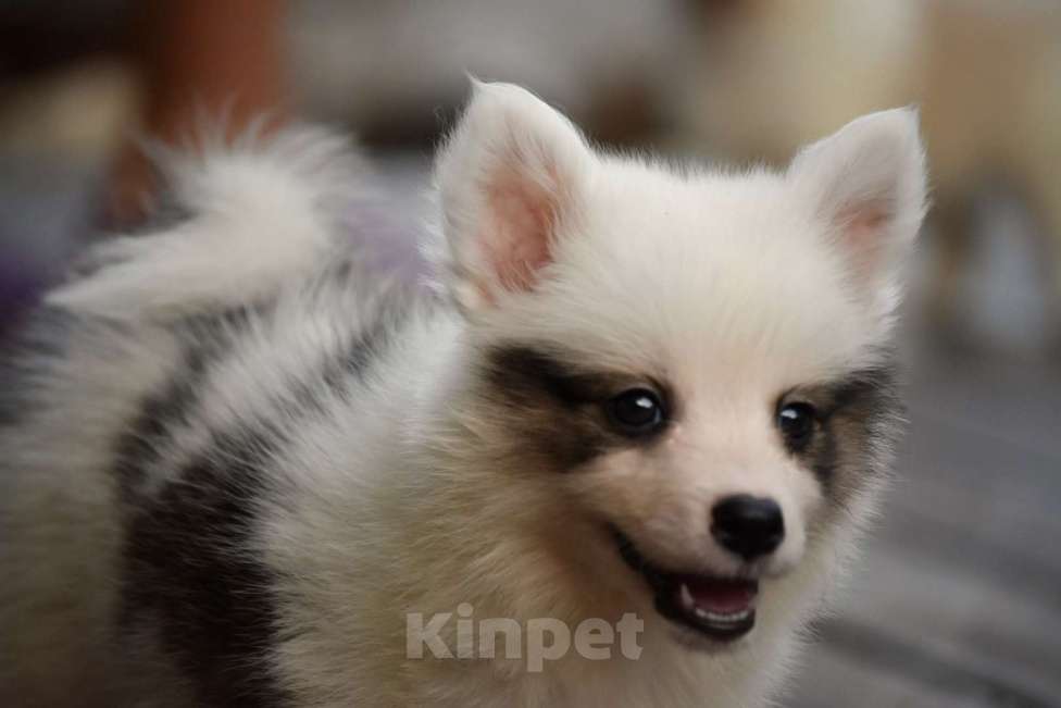 Собаки в Москве: Ненецкая оленегонная лайка. Помет «А». Сука Unmay no Akay Ito AVRORA Девочка, 60 000 руб. - фото 3