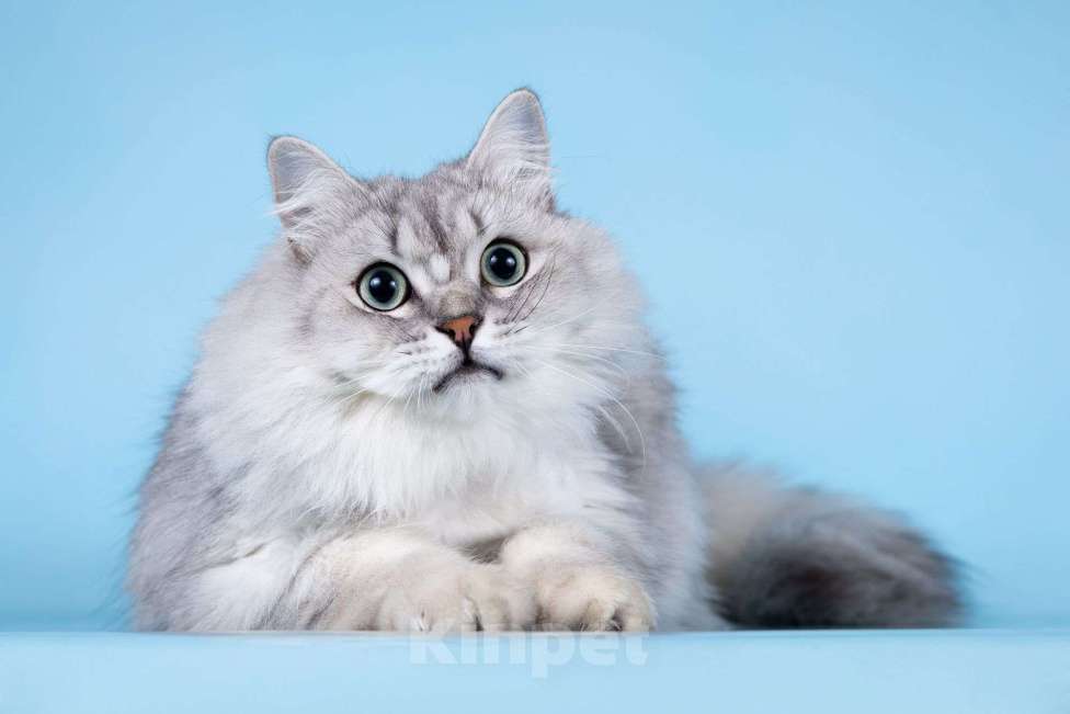 Кошки в Москве: Ласковый котик Ринальдо в добрые руки Мальчик, Бесплатно - фото 5