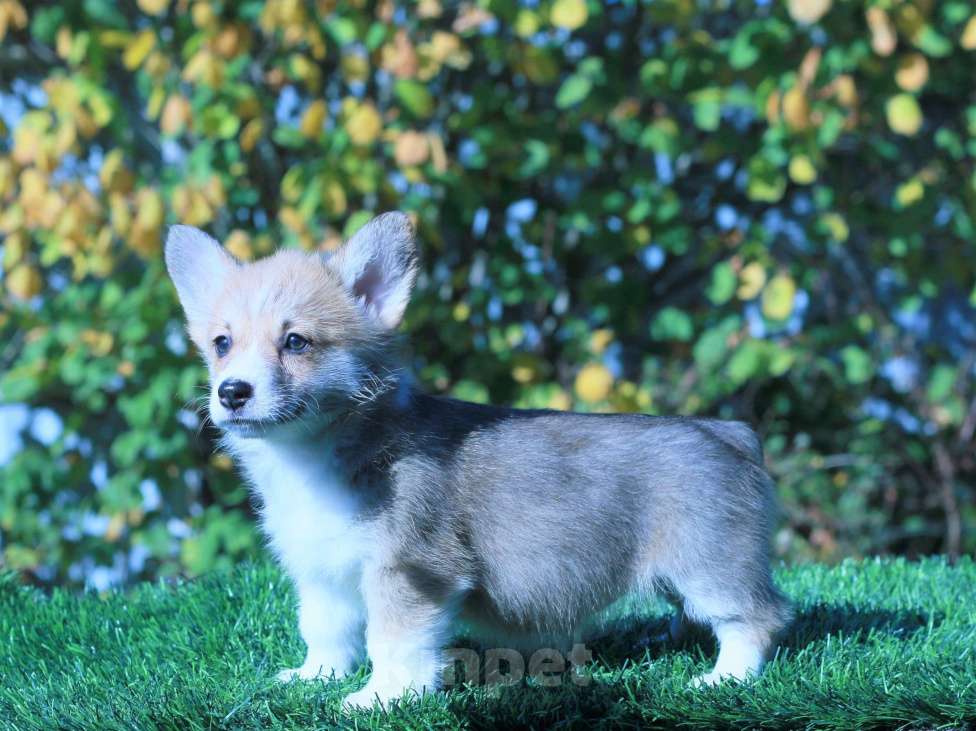 Собаки в Москве: вельш корги пемброк Девочка, 80 000 руб. - фото 6