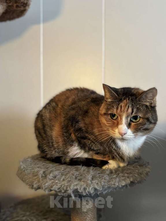 Кошки в Санкт-Петербурге: Мусенька — спокойная кошка из приюта Девочка, Бесплатно - фото 2