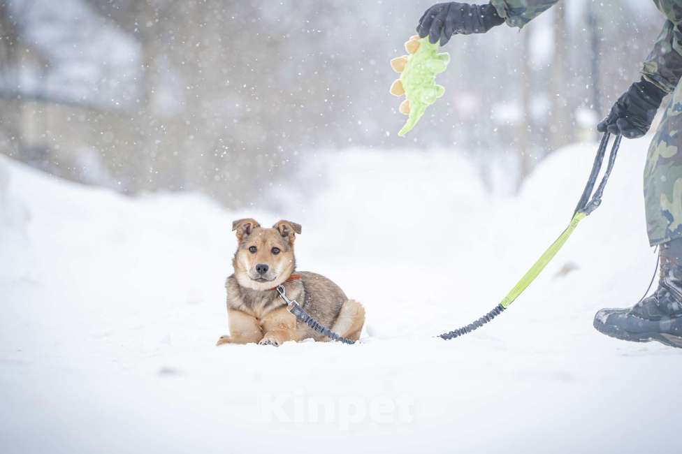 Собаки в Москве: Ласкуша Нюша очень ждет своего родного ЧЕЛОВЕКА. Девочка, Бесплатно - фото 3