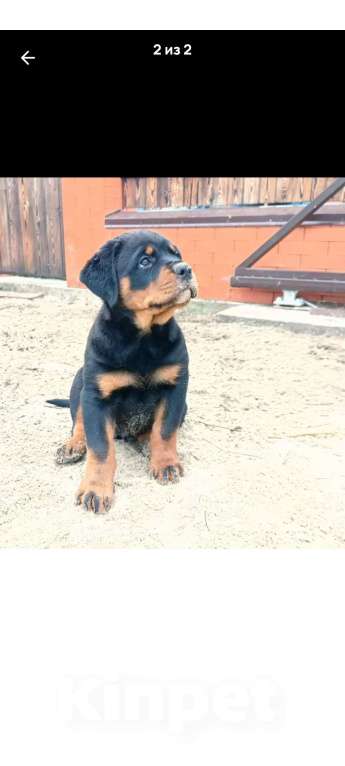 Собаки в Липецке: Щенки ротвейлера, документы РКФ. Девочка, 35 000 руб. - фото 1