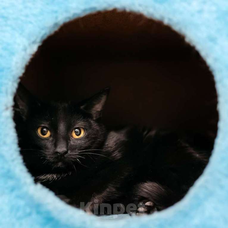 Кошки в Москве: Черный золотоглазый котенок Юна в добрые руки Девочка, 1 руб. - фото 5