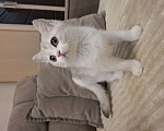 Кошки в Челябинске: Шотландский котенок Мальчик, 20 000 руб. - фото 2