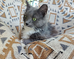 Кошки в Москве: Котенок в добрые руки Девочка, Бесплатно - фото 1