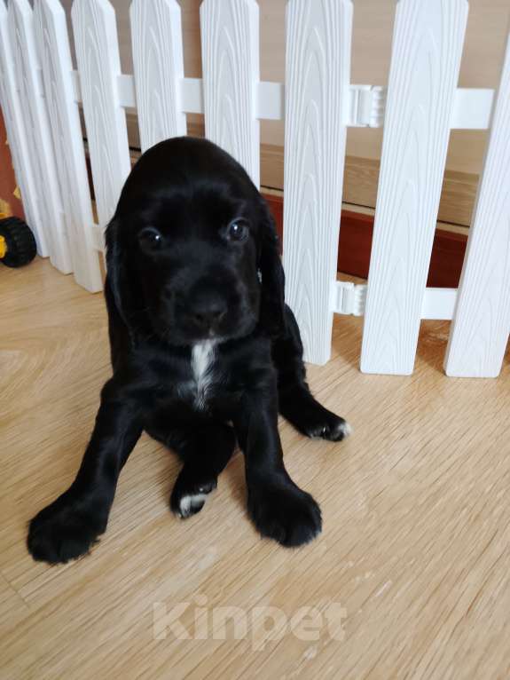 Собаки в других городах Ярославской области: Щенок русского охотничьего спаниеля Девочка, 10 000 руб. - фото 2