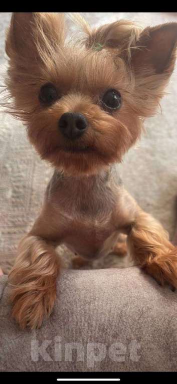 Собаки в других городах Московской области: Йоркширский терьер мини беби фейс щенки Мальчик, 30 000 руб. - фото 5