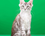 Кошки в Омске: Котята мейн-кун Мальчик, Бесплатно - фото 6