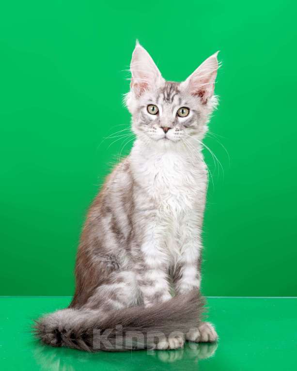 Кошки в Омске: Котята мейн-кун Мальчик, Бесплатно - фото 6