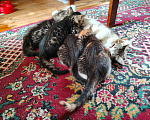 Кошки в Москве: Котята в добрые руки Разнополые, Бесплатно - фото 4