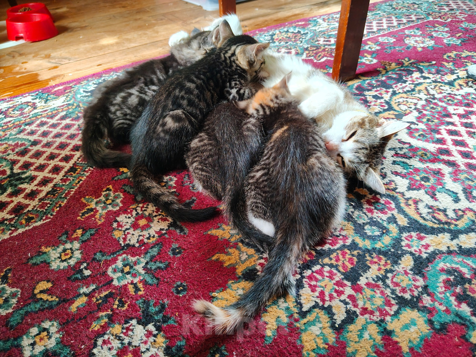 Кошки в Москве: Котята в добрые руки Разнополые, Бесплатно - фото 4