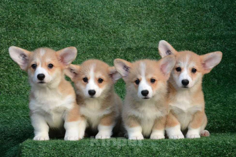 Собаки в Ногинске: Щенки вельш корги пемброк Девочка, 40 000 руб. - фото 3