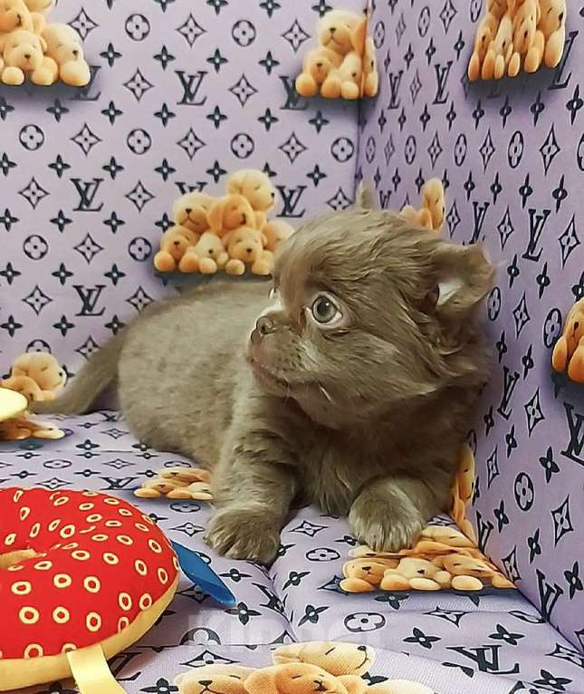 Собаки в Новосибирске: Мальчик Чихуахуа длинношерстный Мальчик, Бесплатно - фото 3