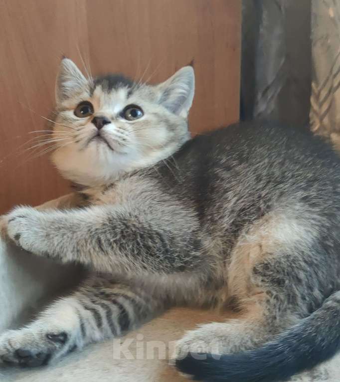 Кошки в Туле: Шотландские котята Разнополые, 10 000 руб. - фото 7
