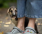 Собаки в Москве: 🐶 Стеша ищет свою семью! 🐶 Девочка, Бесплатно - фото 5