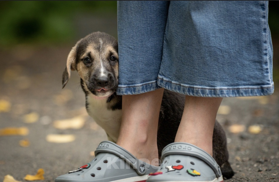Собаки в Москве: 🐶 Стеша ищет свою семью! 🐶 Девочка, Бесплатно - фото 5