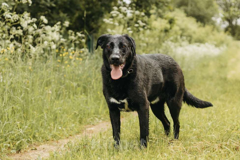 Собаки в Москве: Нерастраченный талант! Мальчик, Бесплатно - фото 4