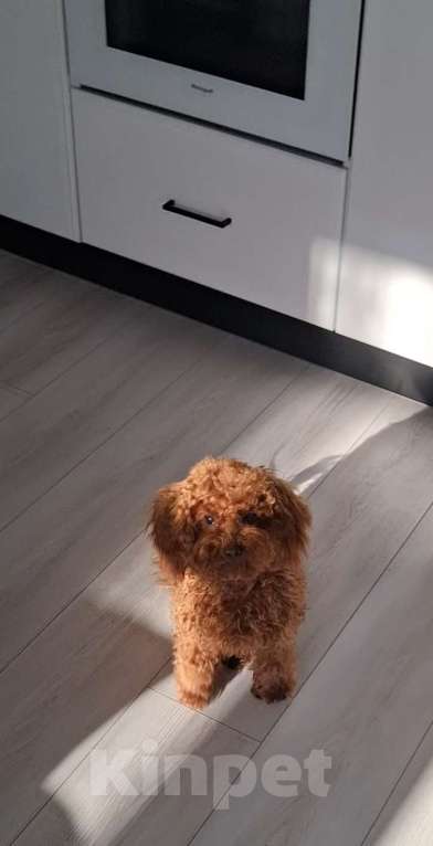 Собаки в Лиски: Мальчик Той пудель Мальчик, 50 000 руб. - фото 2