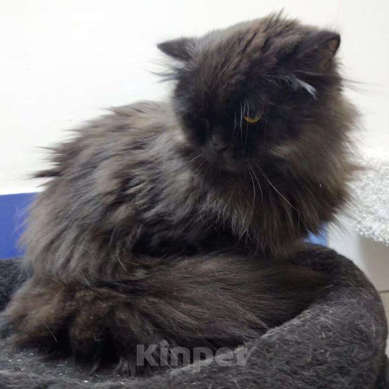 Кошки в Москве: Пушистый, породистый и никому не нужный Мальчик, Бесплатно - фото 3