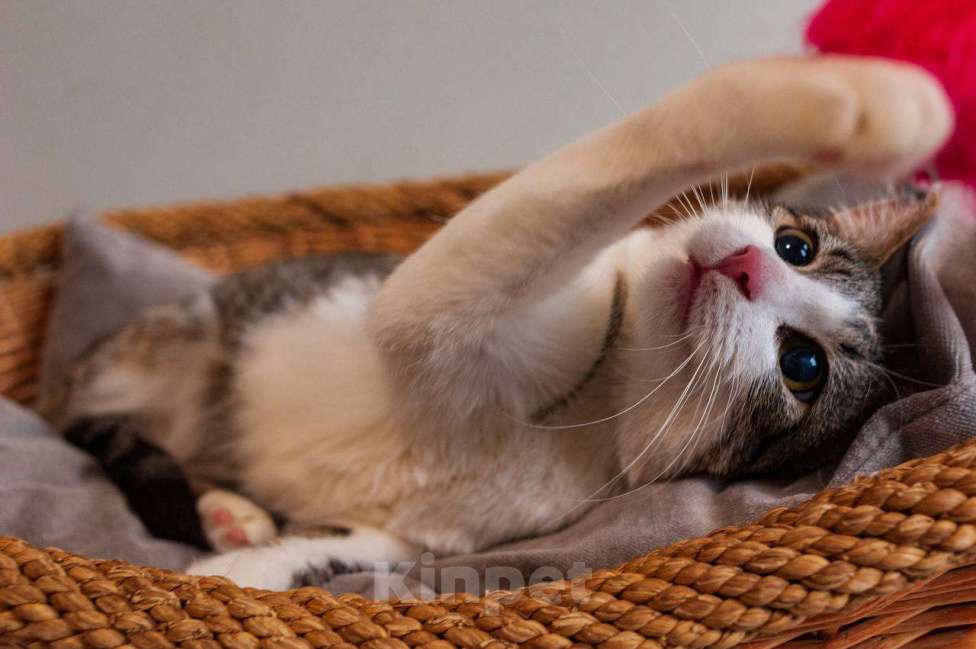 Кошки в Балашихе: Морошка Девочка, Бесплатно - фото 1