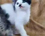 Кошки в других городах Московской области: Котит от домашней кошки Мальчик, Бесплатно - фото 1