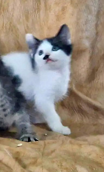 Котит от домашней кошки