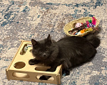Кошки в Москве: Котенок в добрые руки Девочка, Бесплатно - фото 2