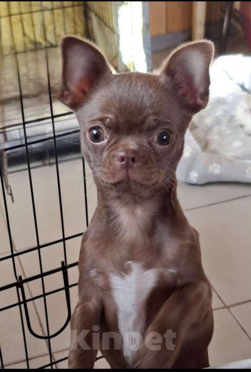 Собаки в других городах Калужской области: Шоколадная девочка Девочка, 65 000 руб. - фото 1