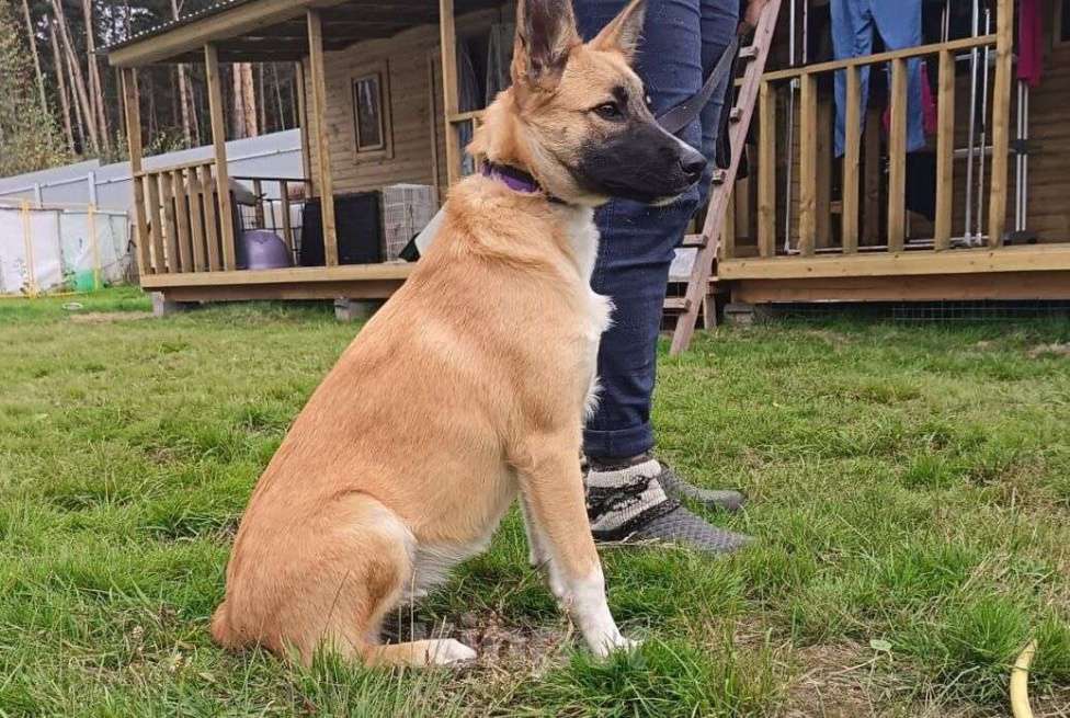 Собаки в Москве: Щенок фенотип овчарки малинуа Алиса в добрые руки Девочка, 1 руб. - фото 4