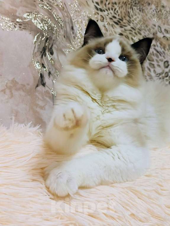 Кошки в Воронеже: Мальчик рэгдолл окрас биколор Мальчик, 50 000 руб. - фото 5