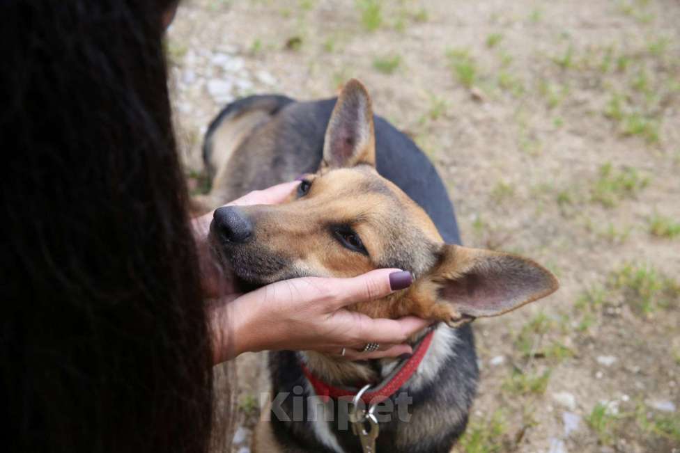 Собаки в Москве: Тиша Девочка, Бесплатно - фото 6