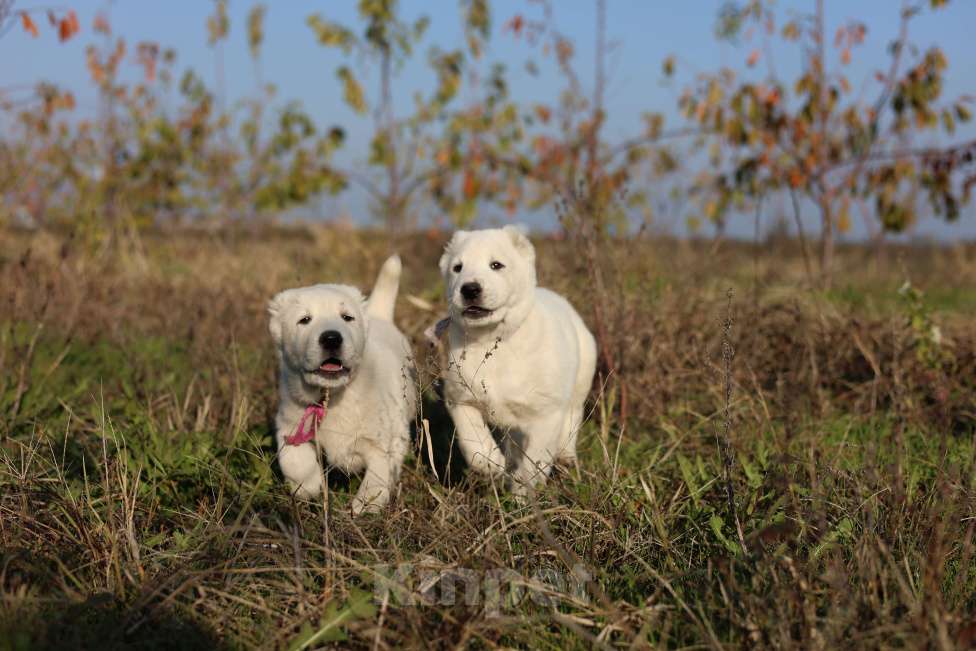 Собаки в Краснодаре: Щенки алабая Мальчик, 50 000 руб. - фото 4