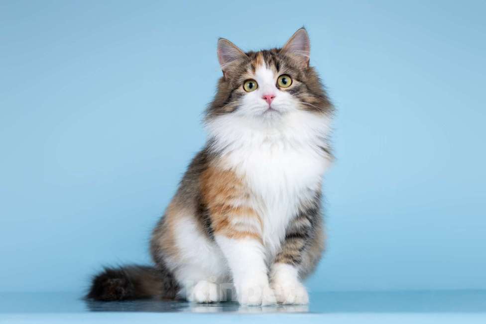 Кошки в Москве: Мия в поисках дома Девочка, Бесплатно - фото 1