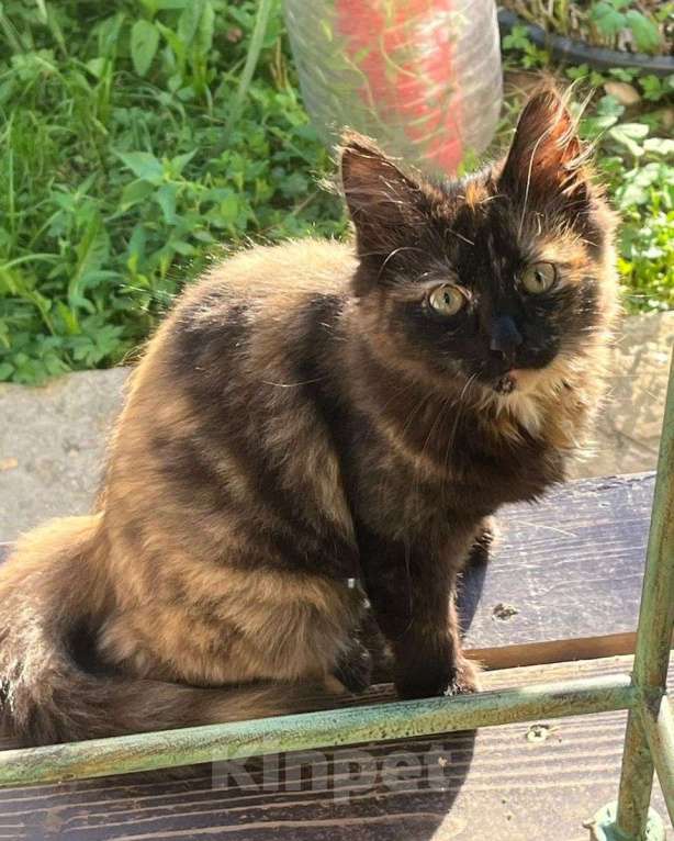 Кошки в Москве: Маленький котенок в беде  Девочка, Бесплатно - фото 3