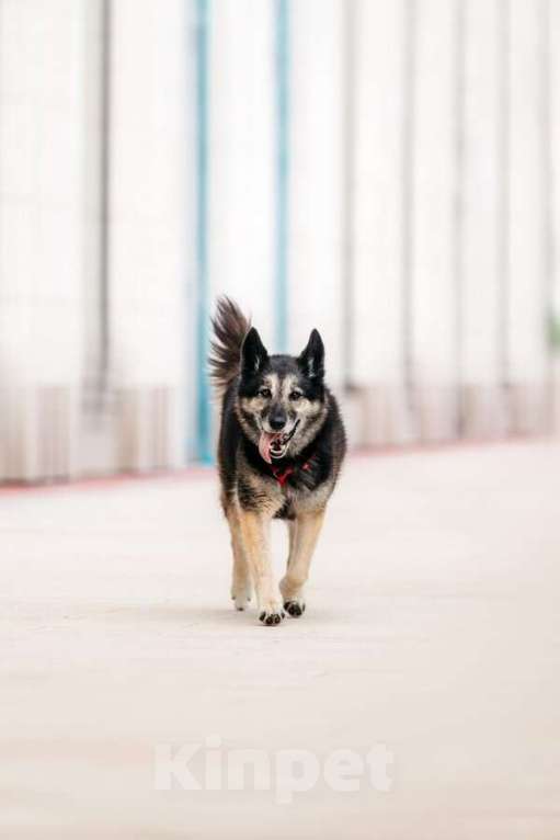 Собаки в Москве: Крис — собака с огромным сердцем и тихой надеждой. Мальчик, Бесплатно - фото 3