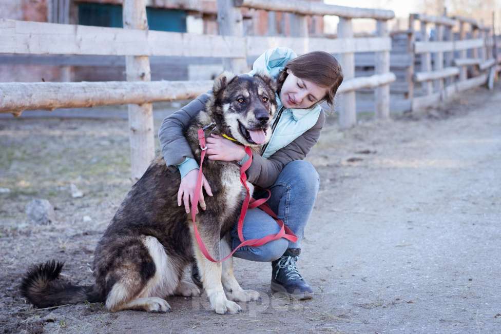 Собаки в Москве: Пёс, избежавший усыпления ищет дом! Мальчик, Бесплатно - фото 9