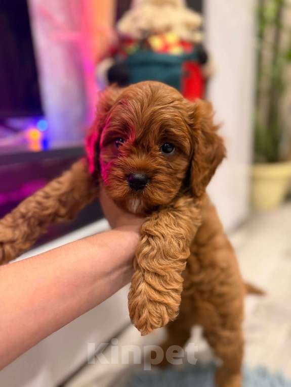 Собаки в Москве: Кавапу f1 мальчик Мальчик, 85 000 руб. - фото 7