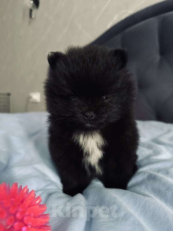 Собаки в Рязани: Померанский шпиц  Девочка, 26 000 руб. - фото 2