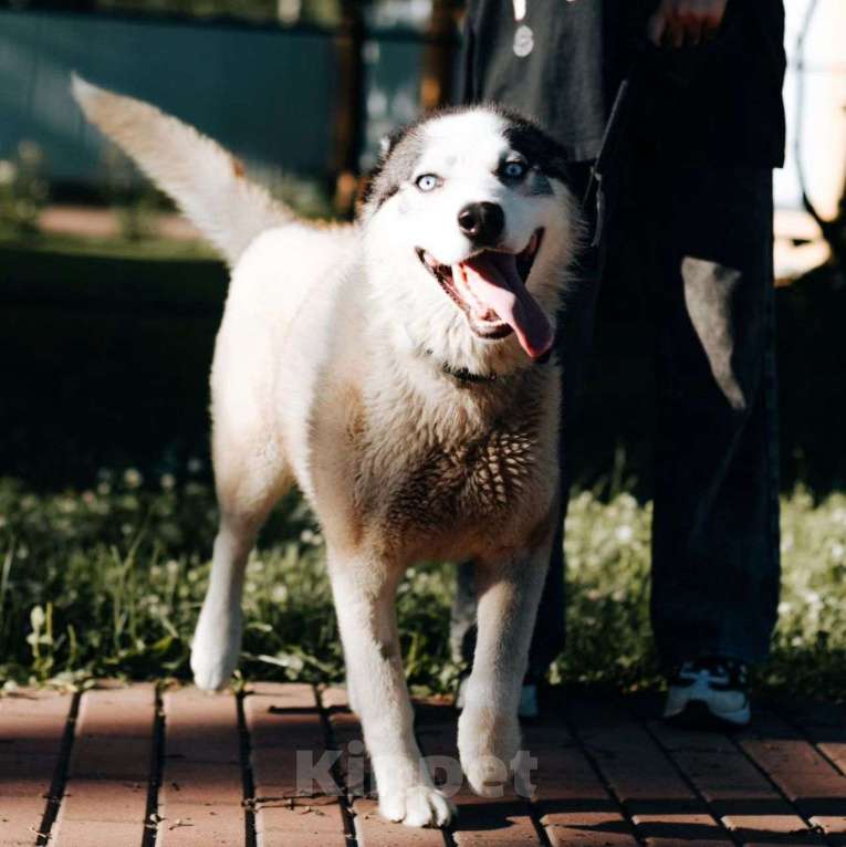 Собаки в Москве: Вольта бросили хозяева Мальчик, Бесплатно - фото 3