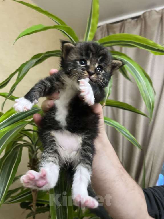 Кошки в Томске: Бронирование котенка мейн-кун Мальчик, 50 000 руб. - фото 1