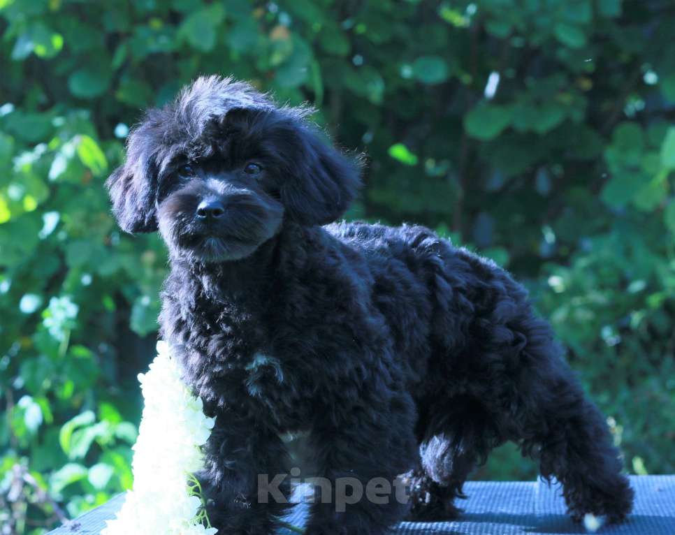 Собаки в Москве: мальтипу Ф1 щенки Девочка, 90 000 руб. - фото 4