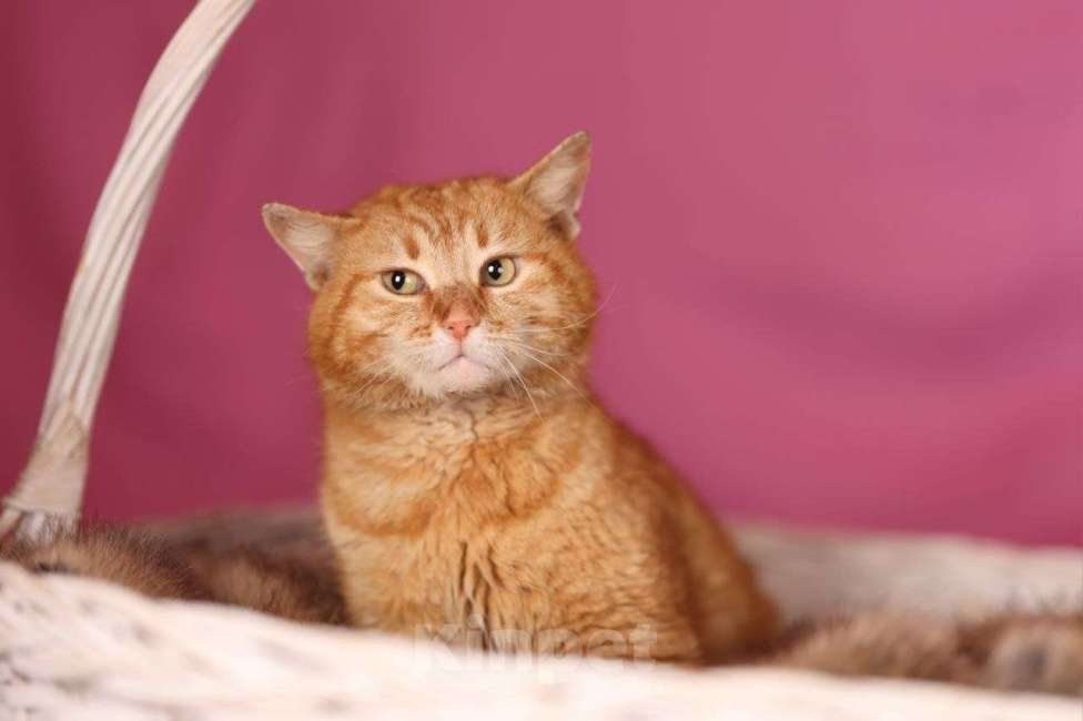 Кошки в Москве: Рыжий кот Коля ищет дом Мальчик, Бесплатно - фото 8