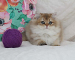 Кошки в Москве: Длинношерстный котенок Девочка, 80 000 руб. - фото 4