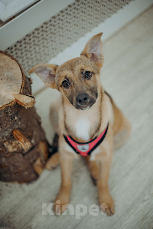 Собаки в Москве: Щенок бесплатно в добрые руки Девочка, Бесплатно - фото 2