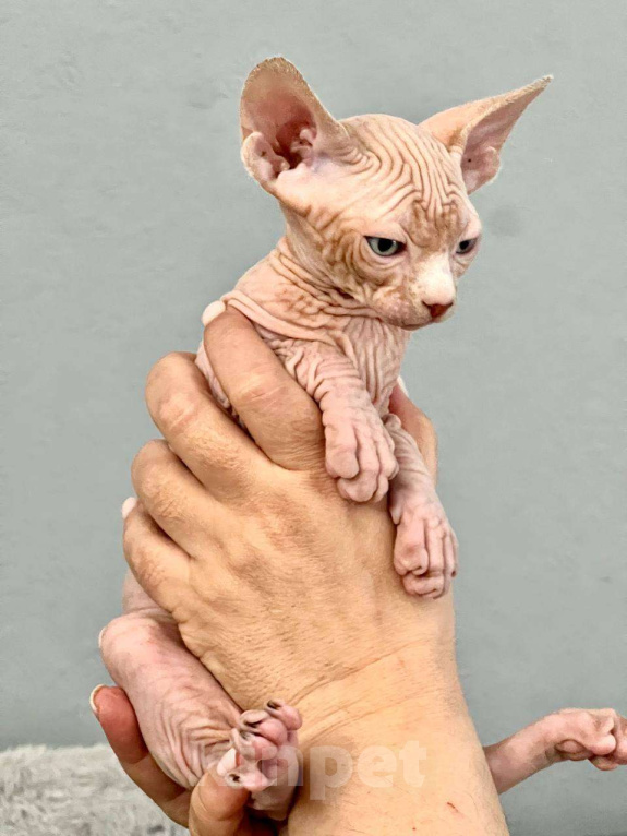 Кошки в Москве: Канадский сфинкс Мальчик, 75 000 руб. - фото 5