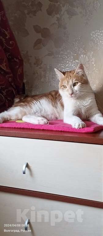 Кошки в Волгограде: Курильский бобтейл Корниола Девочка, 1 000 руб. - фото 2