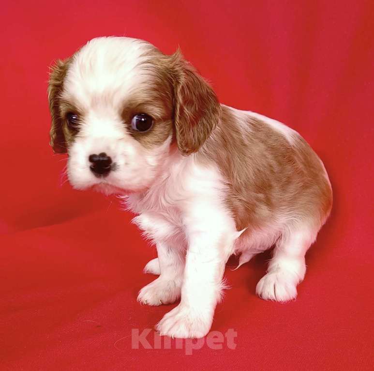 Собаки в Москве: Мальчик Кавалер Кинг чарльз спаниель Мальчик, 90 000 руб. - фото 4