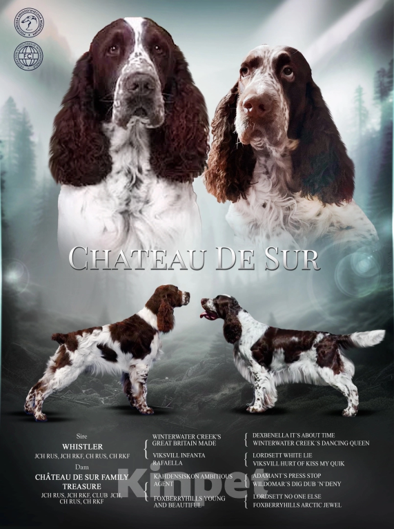 Собаки в Пензе: Английский спрингер спаниель, сука Девочка, 50 000 руб. - фото 2