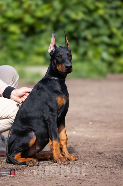 Собаки в Клине: Сука, вишневая лента  Девочка, 150 000 руб. - фото 2